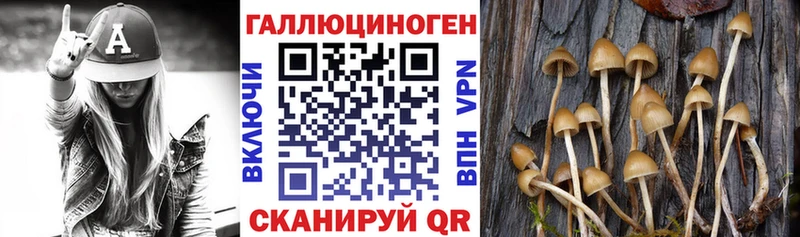 купить наркотик  Темрюк  Псилоцибиновые грибы Psilocybe 